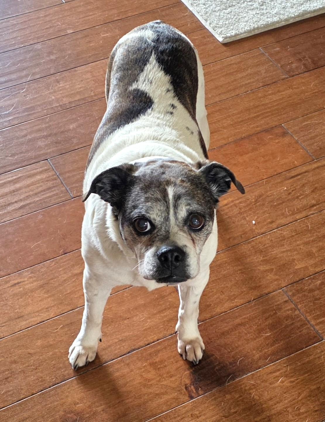 Enlarge Annie, a ADOPTABLE mixed breed in Lisbon, IA image 4/6