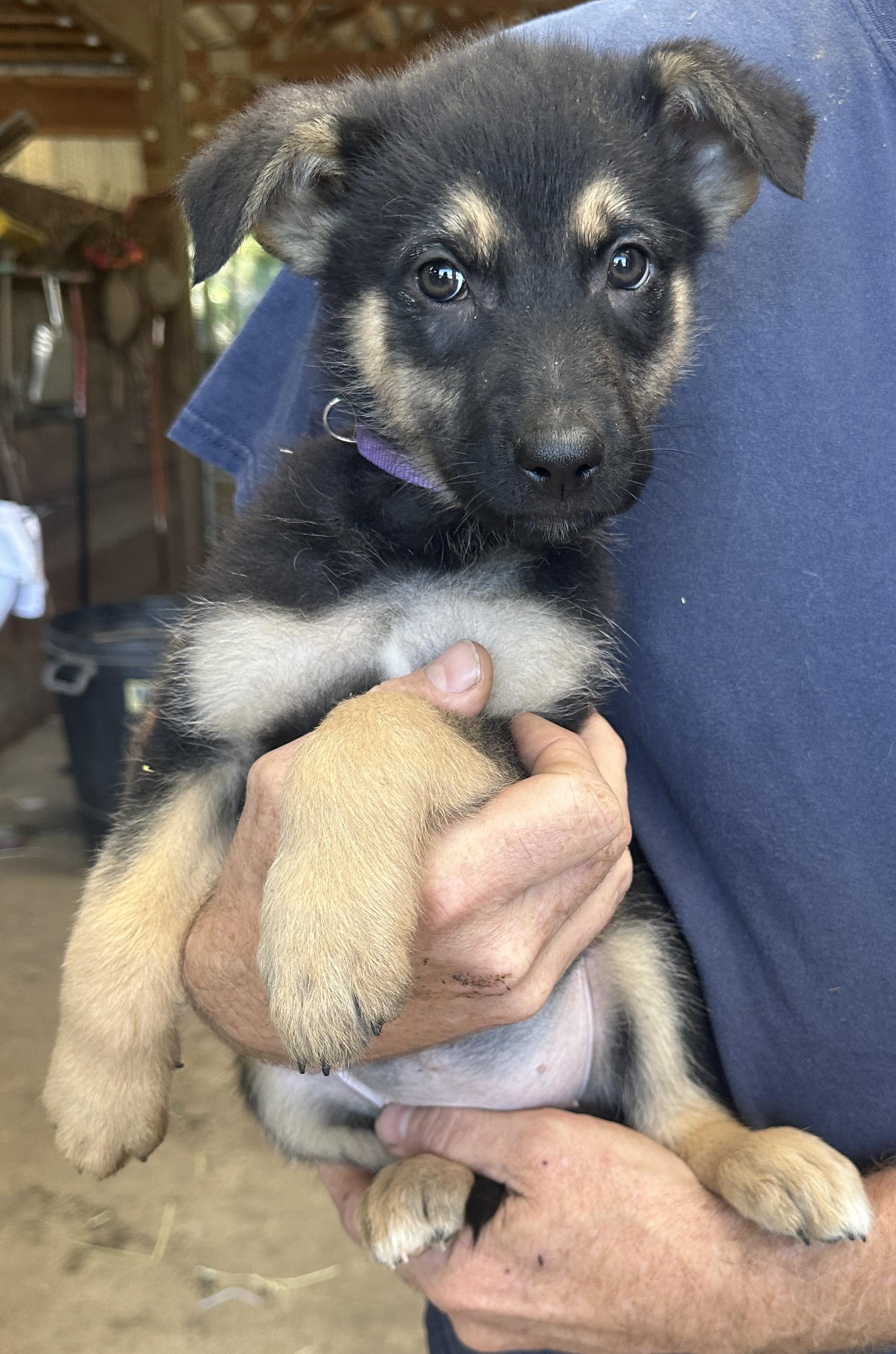 Calypso, Adoptable, Puppy Female German Shepherd Dog & Australian Shepherd.