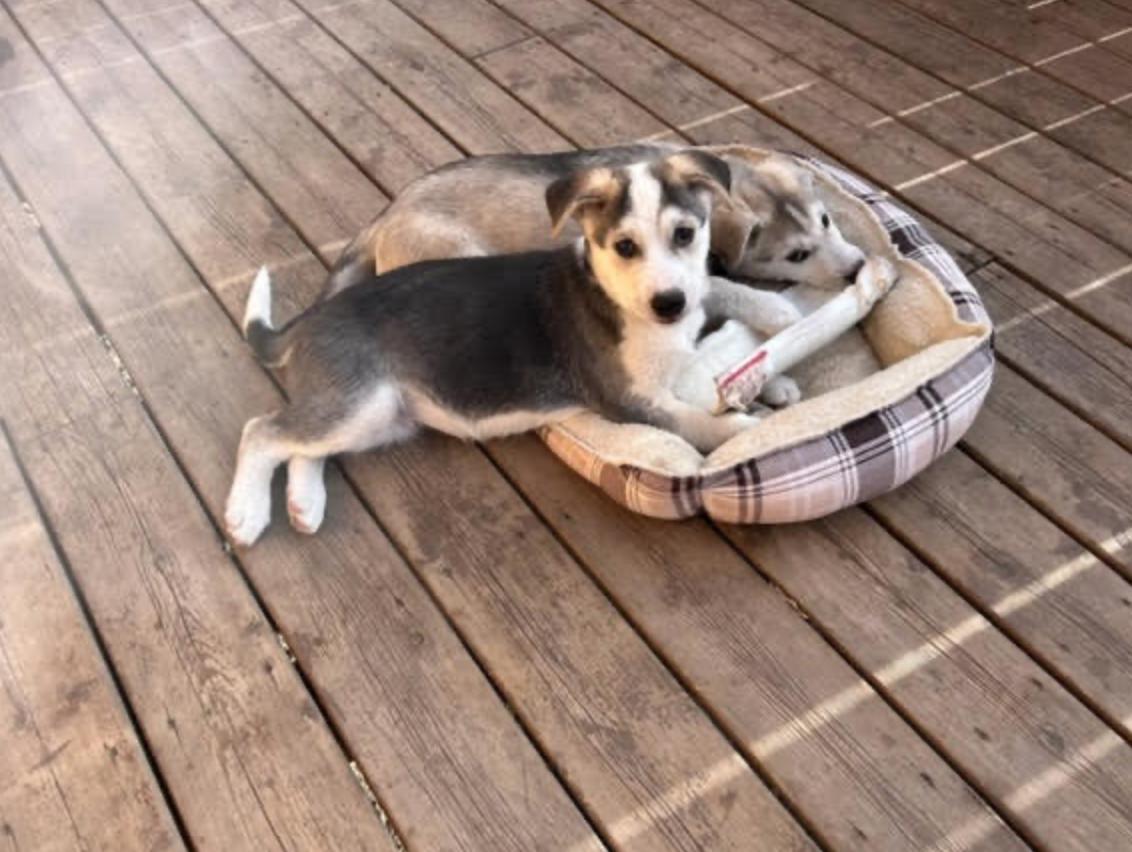 Odin, Adoptable, Young Male Husky & Labrador Retriever.
