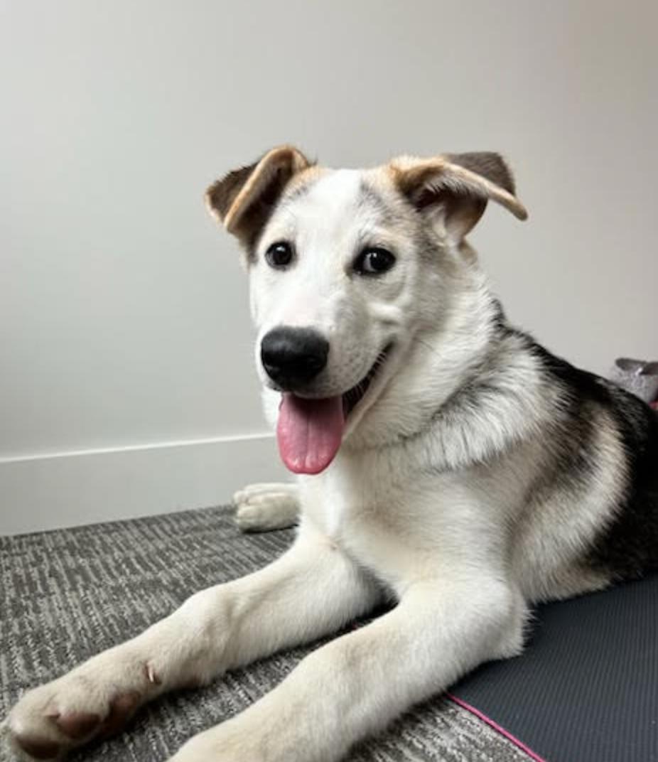 Odin, Adoptable, Young Male Husky & Labrador Retriever.
