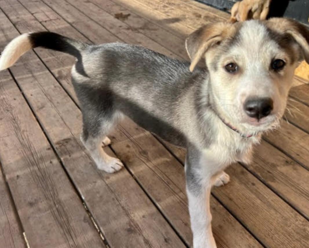 Odin, a Adoptable mixed breed in Calgary, AB image 2/6