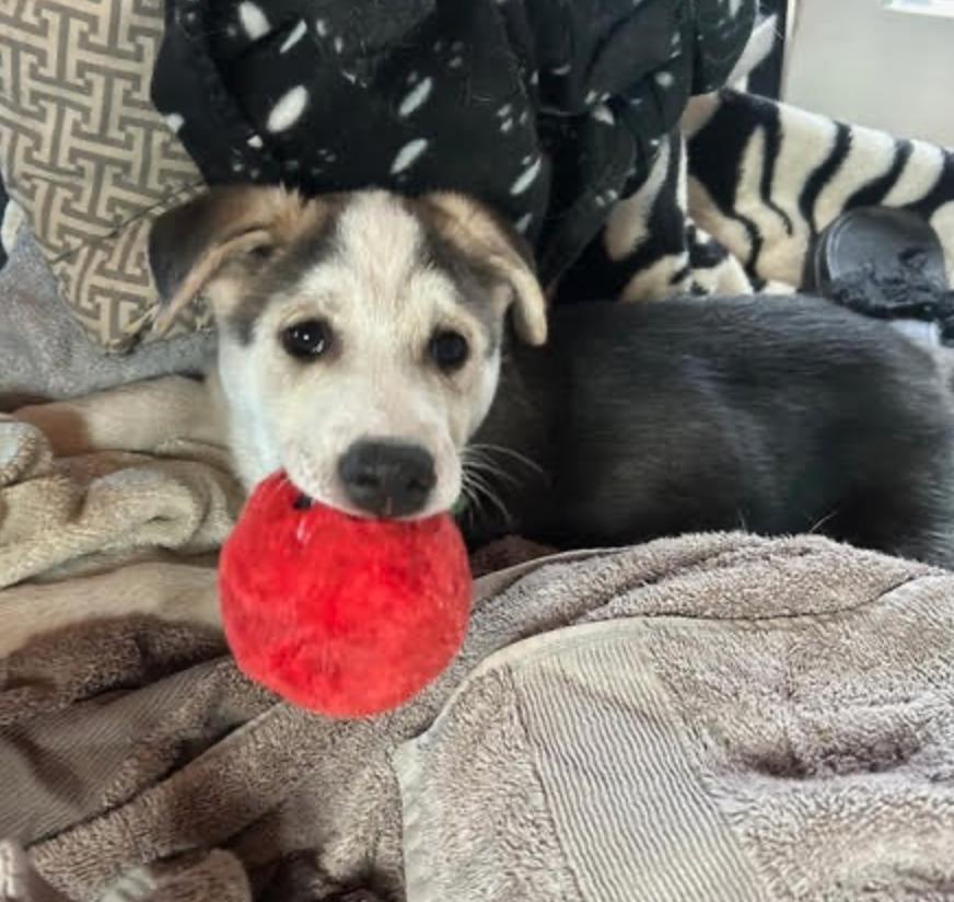 Odin, a Adoptable mixed breed in Calgary, AB image 3/6