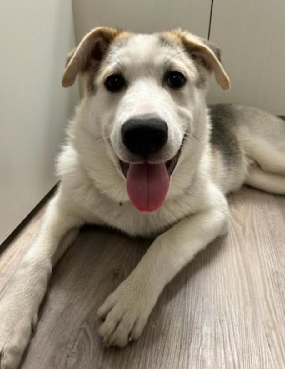 Enlarge Odin, a Adoptable mixed breed in Calgary, AB image 2/3