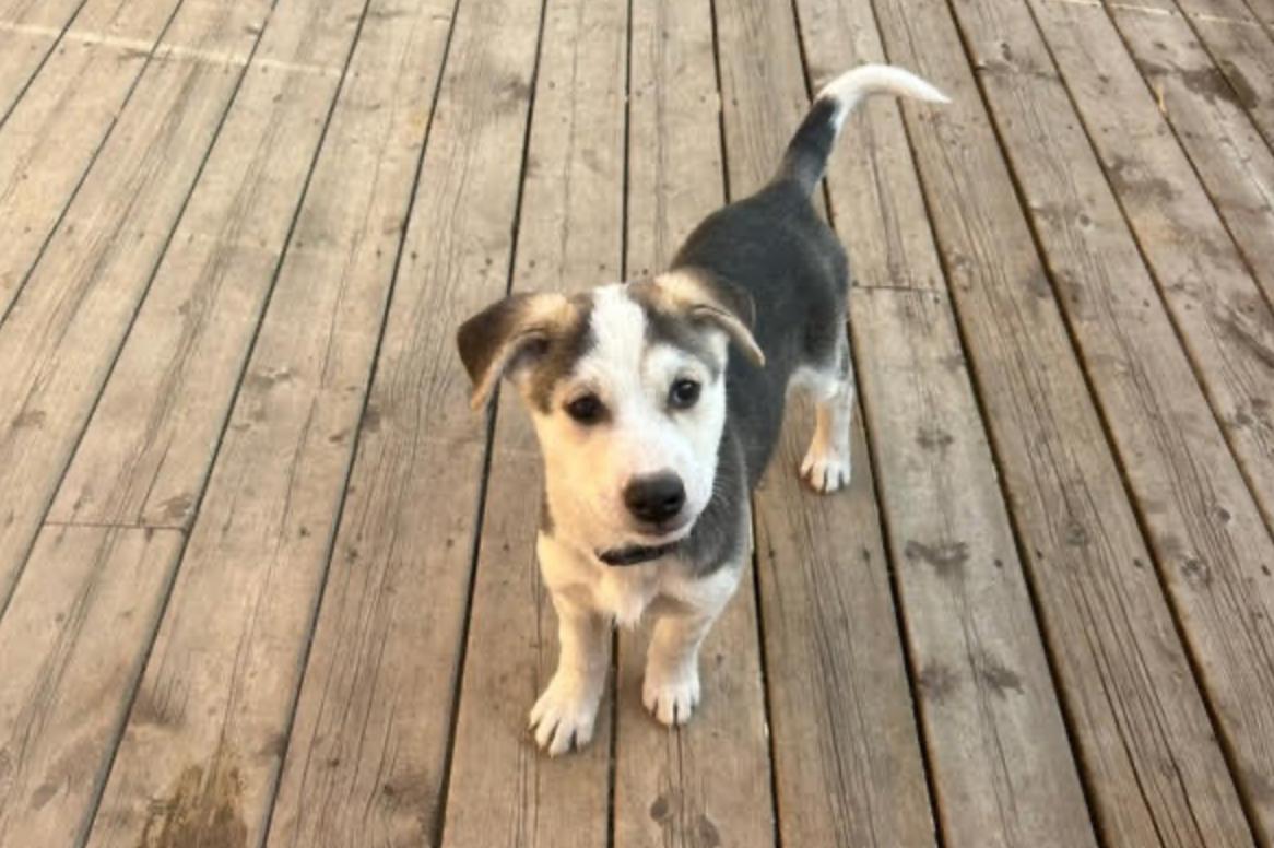 Odin, a Adoptable mixed breed in Calgary, AB image 4/6