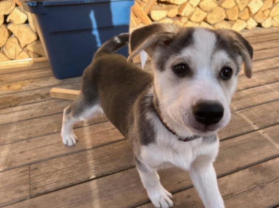 Odin, a Adoptable mixed breed in Calgary, AB image 5/6