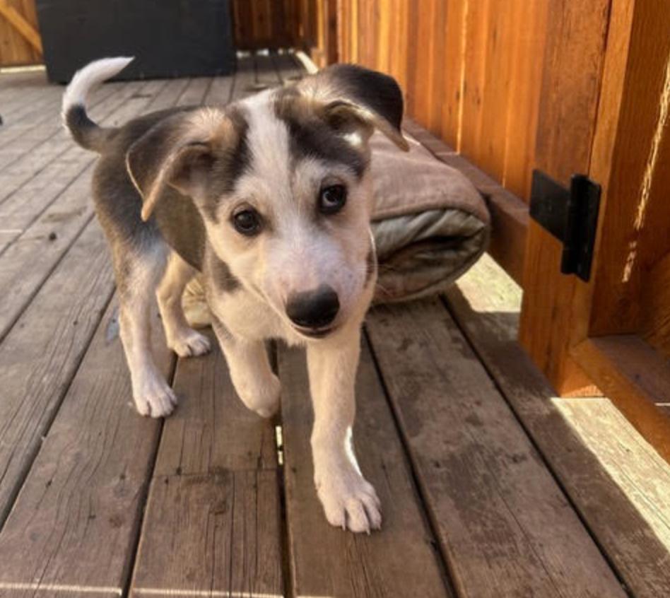 Odin, a Adoptable mixed breed in Calgary, AB image 6/6