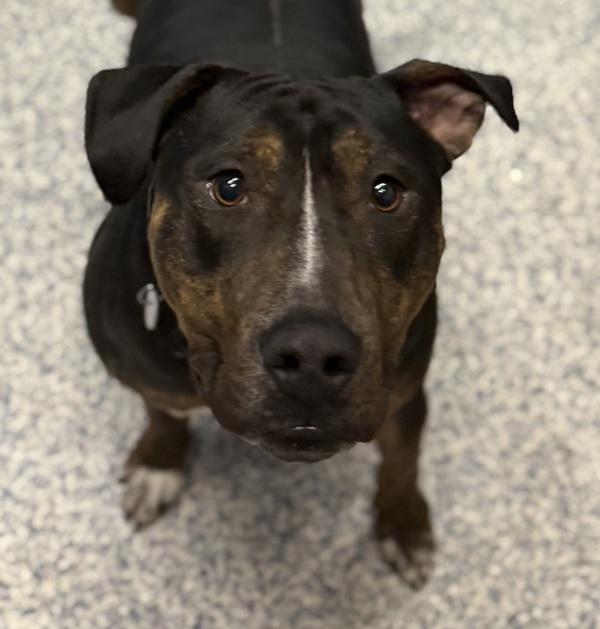 Bean, Adoptable, Adult Male Pit Bull Terrier.