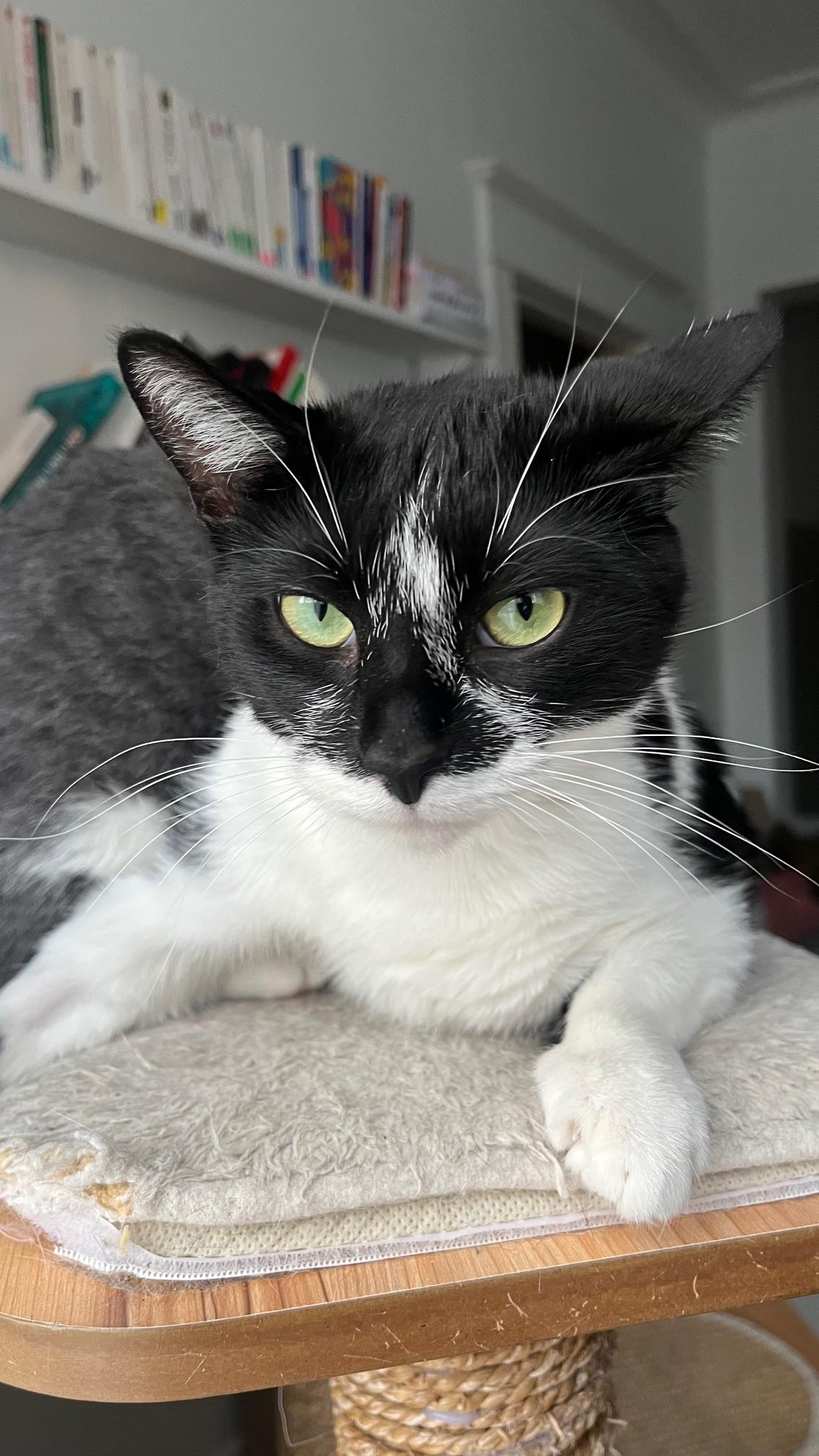 Sanni, ADOPTABLE, Adult Female Domestic Short Hair.