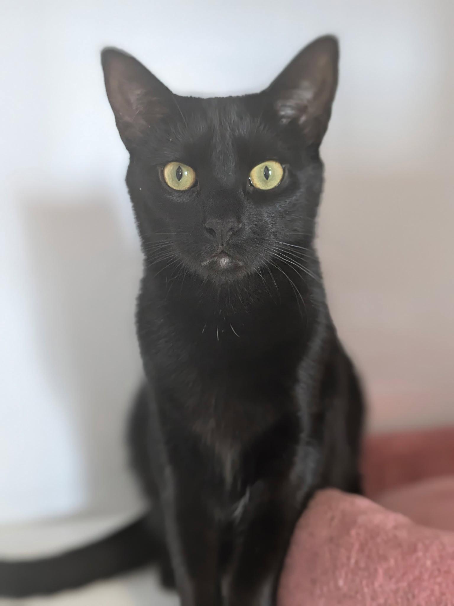 Chuckie, Adoptable, Young Male Domestic Short Hair.