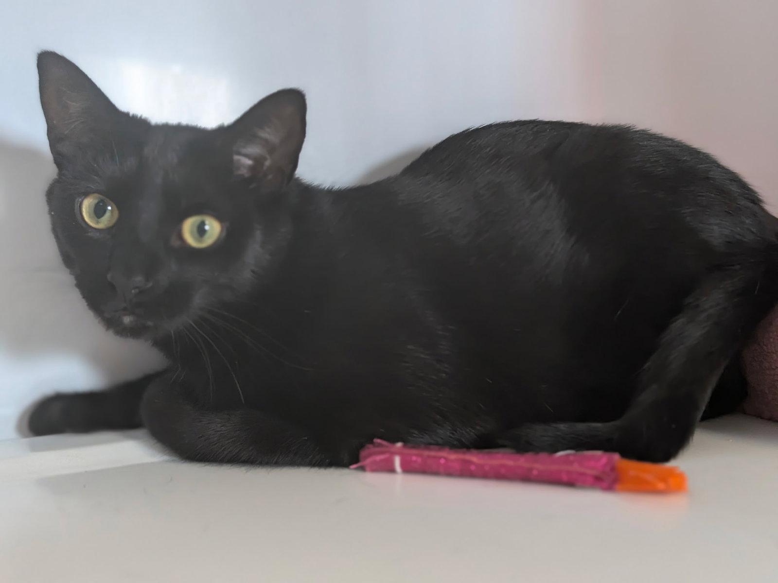 Enlarge Chuckie, a Adoptable Domestic Short Hair in Alexandria, VA image 2/2
