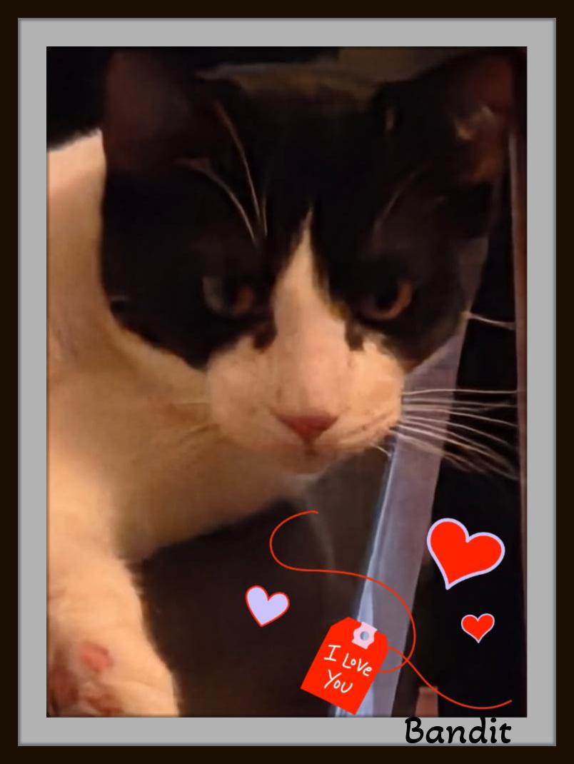 Enlarge Meet Bandit - He's not after jewels — just your heart, a Adoptable Domestic Short Hair in Winston Salem, NC image 3/4