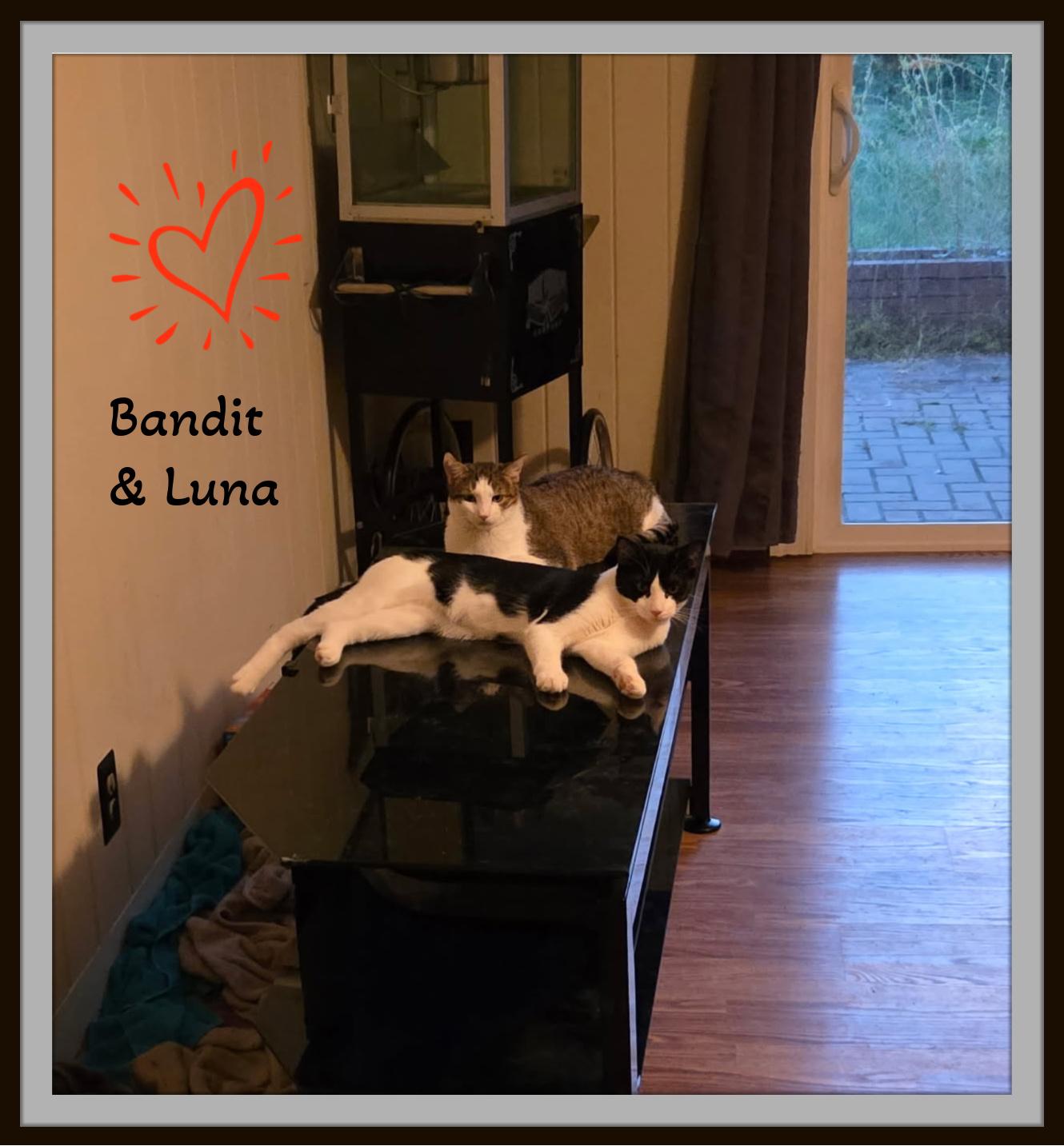 Enlarge Meet Bandit - He's not after jewels — just your heart, a Adoptable Domestic Short Hair in Winston Salem, NC image 4/4