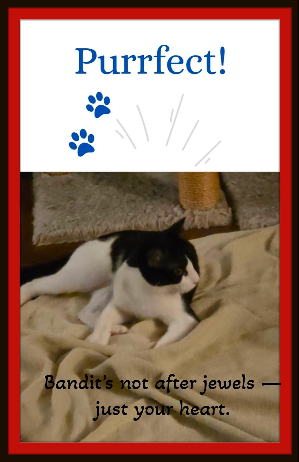 Enlarge Meet Bandit - He's not after jewels — just your heart, a Adoptable Domestic Short Hair in Winston Salem, NC image 2/4