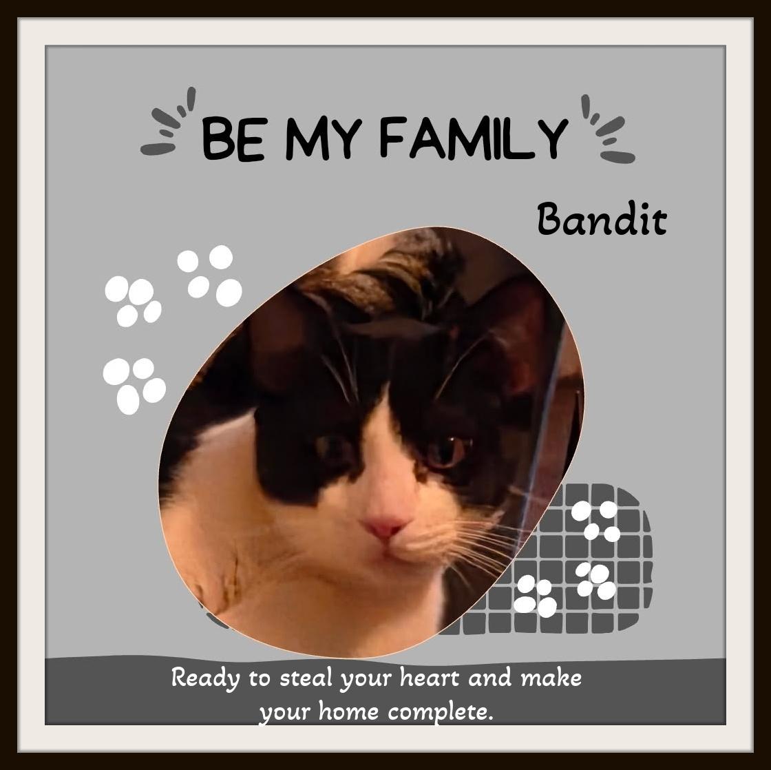 Enlarge Meet Bandit - He's not after jewels — just your heart, a Adoptable Domestic Short Hair in Winston Salem, NC image 1/4