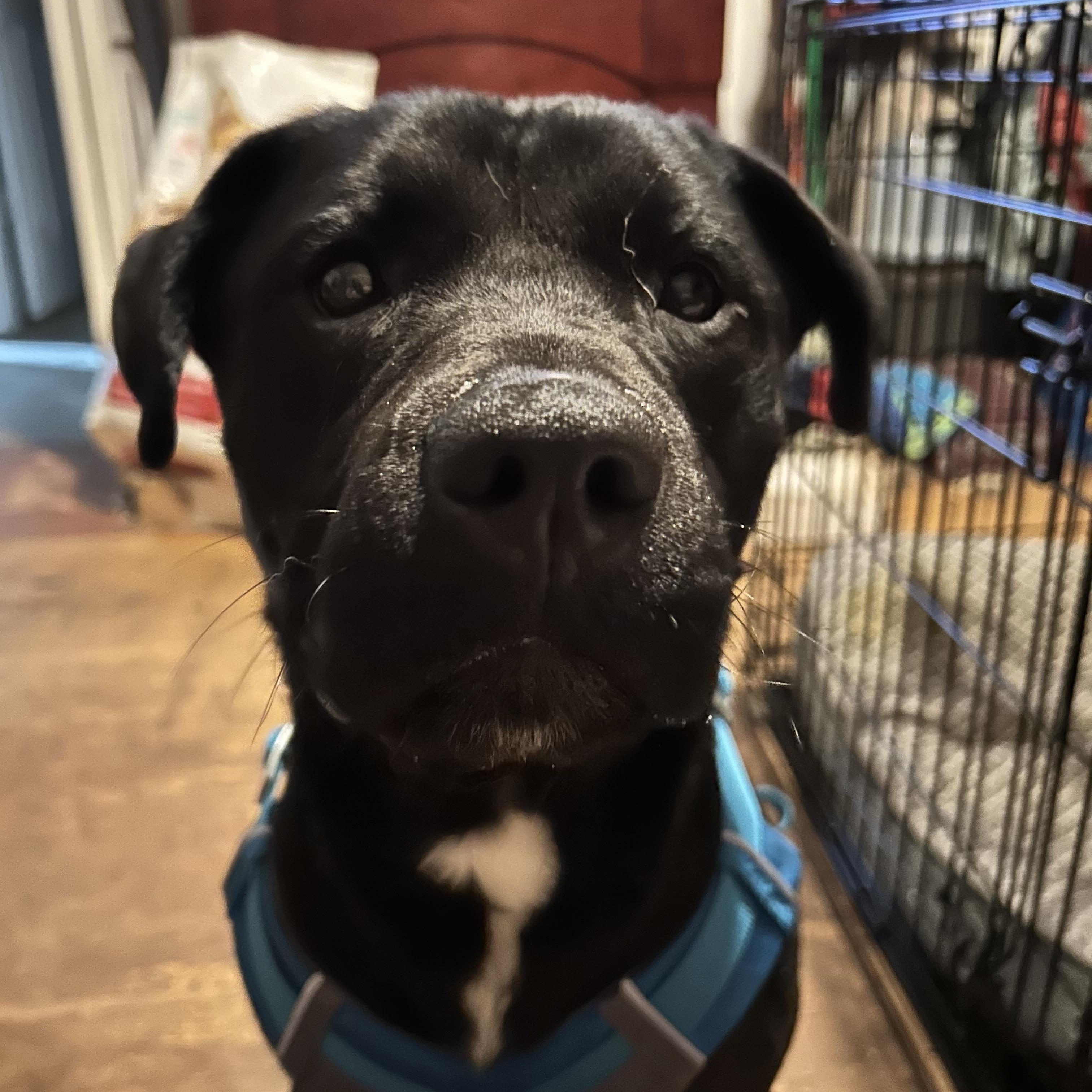 SAMMY, a Adoptable mixed breed in Portland , OR image 6/6