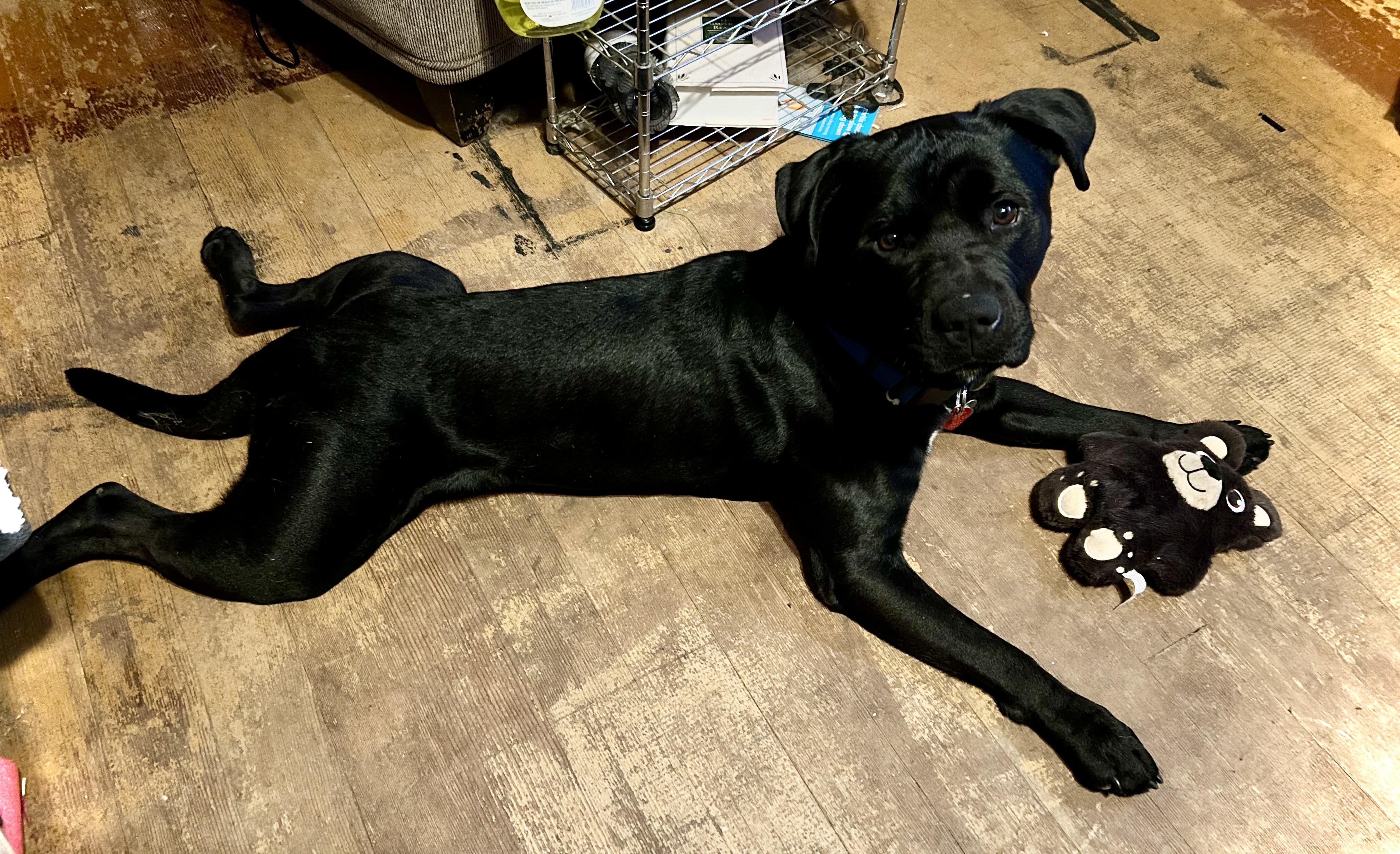 SAMMY, a Adoptable mixed breed in Portland , OR image 2/6