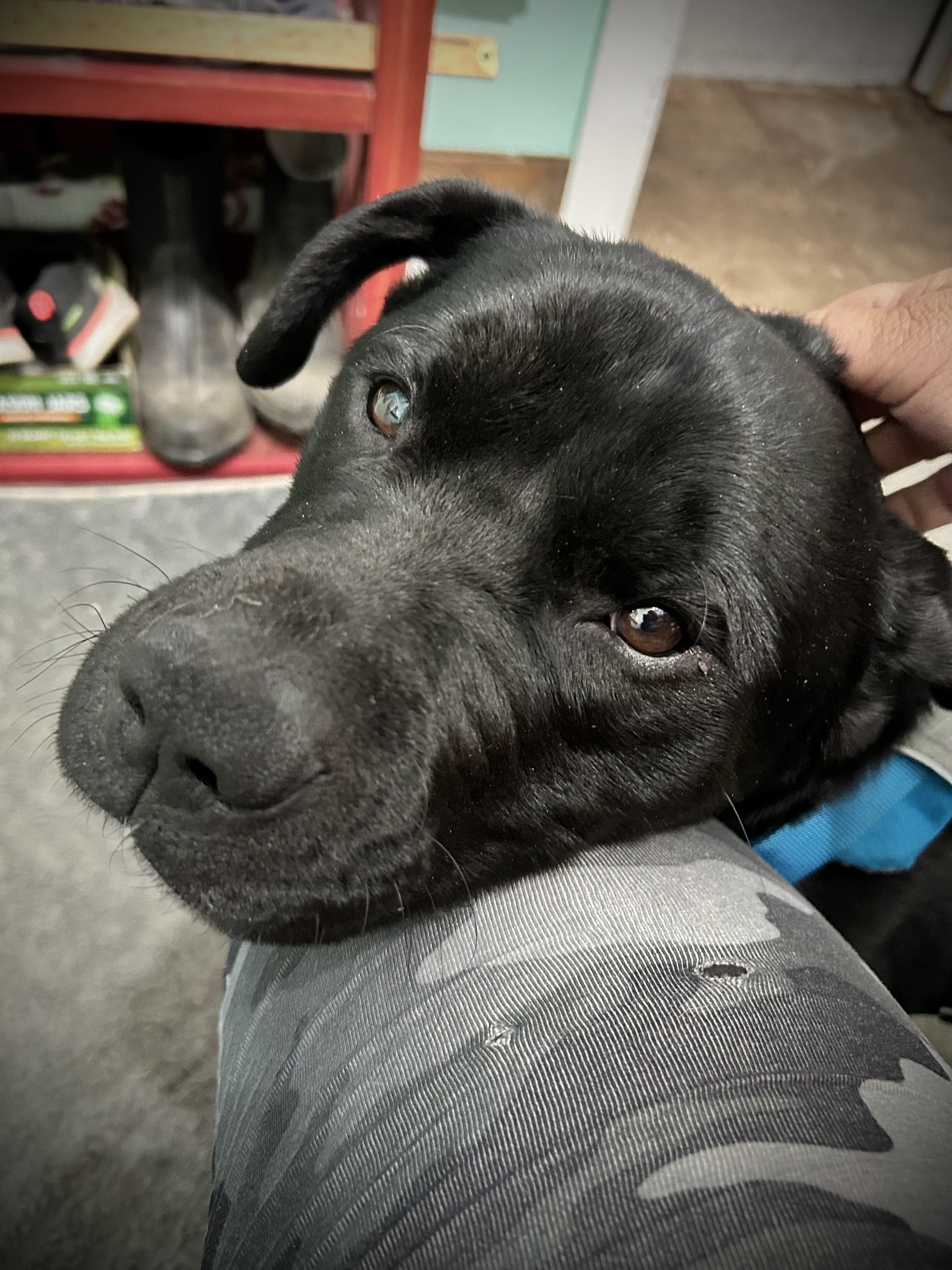 SAMMY, a Adoptable mixed breed in Portland , OR image 3/6