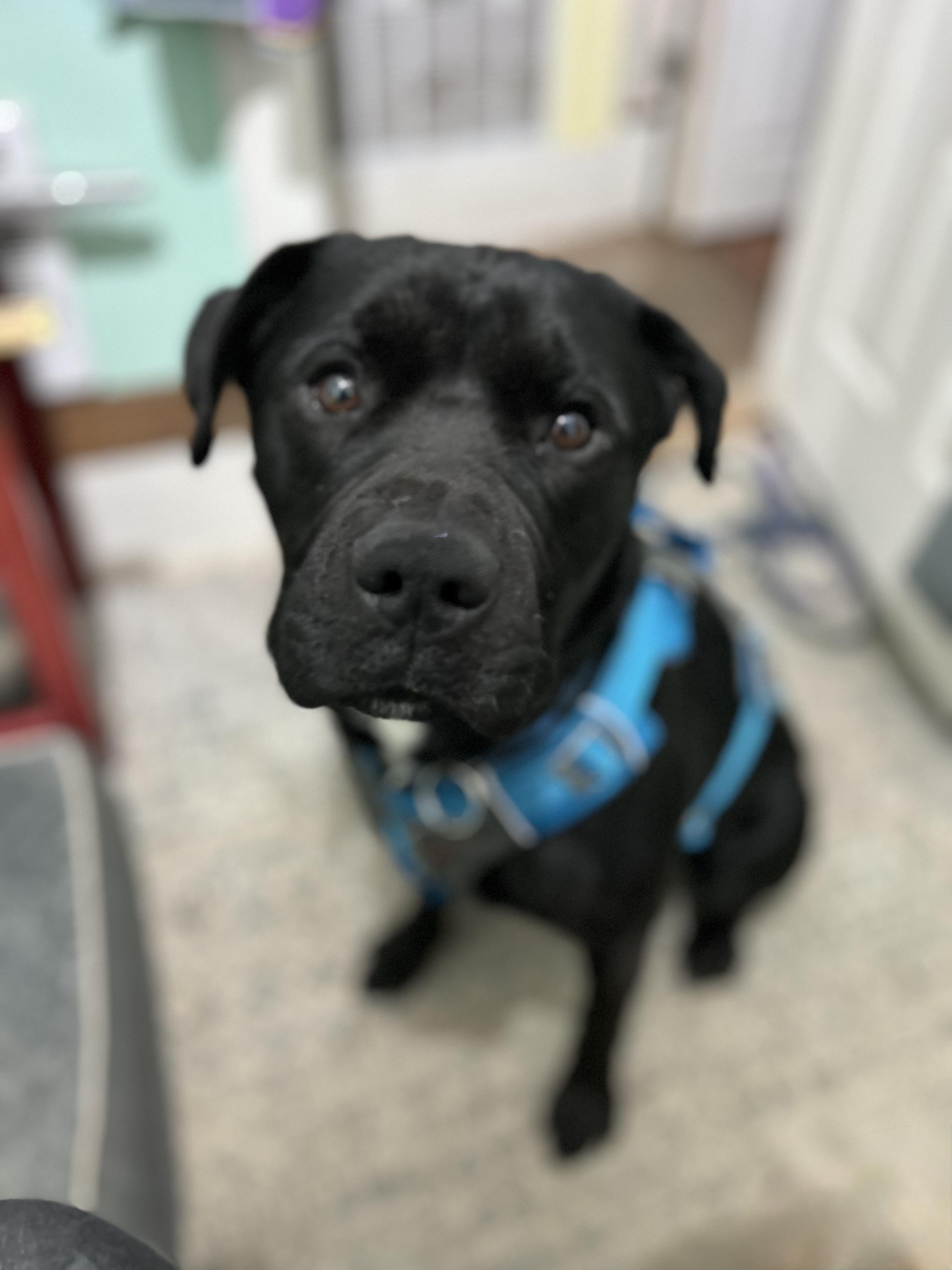 SAMMY, a Adoptable mixed breed in Portland , OR image 4/6