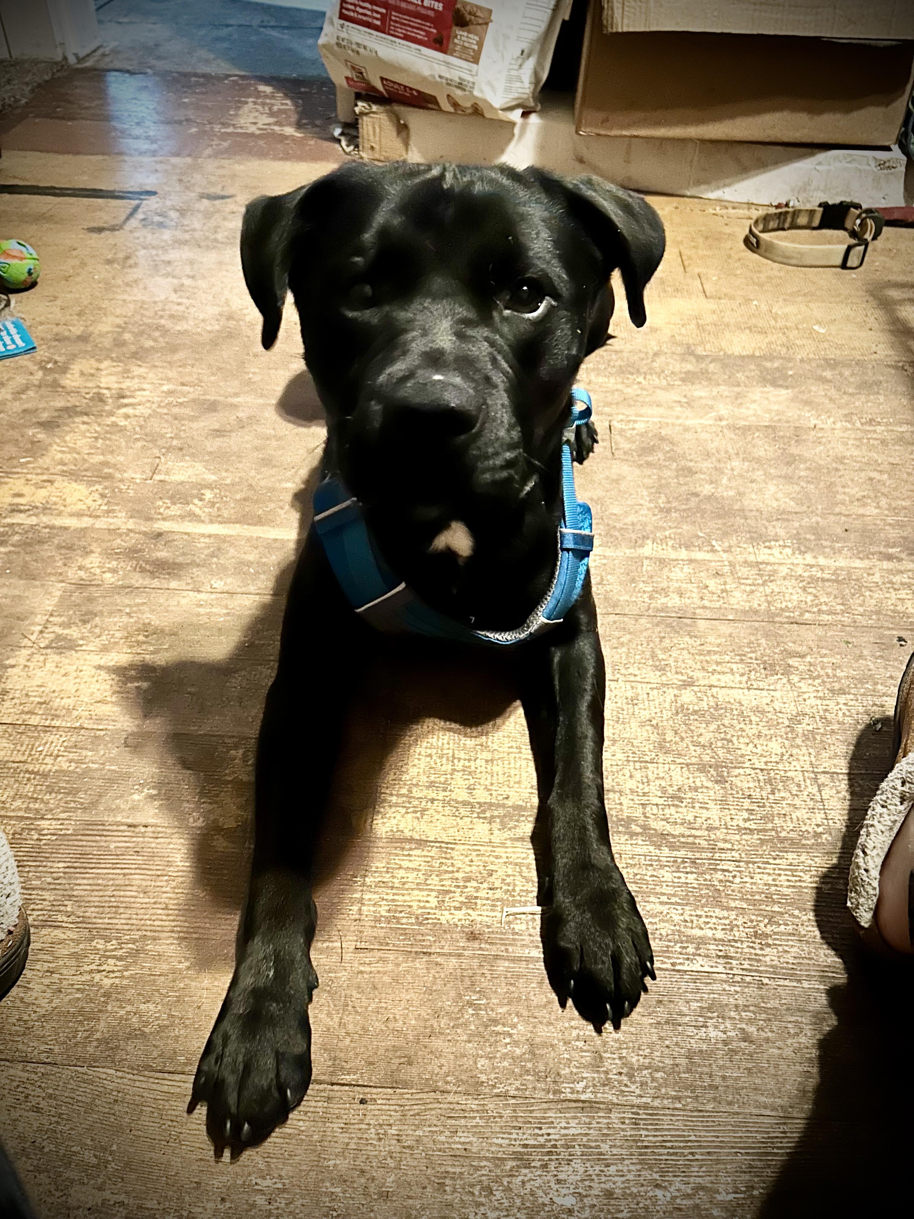 SAMMY, a Adoptable mixed breed in Portland , OR image 1/6