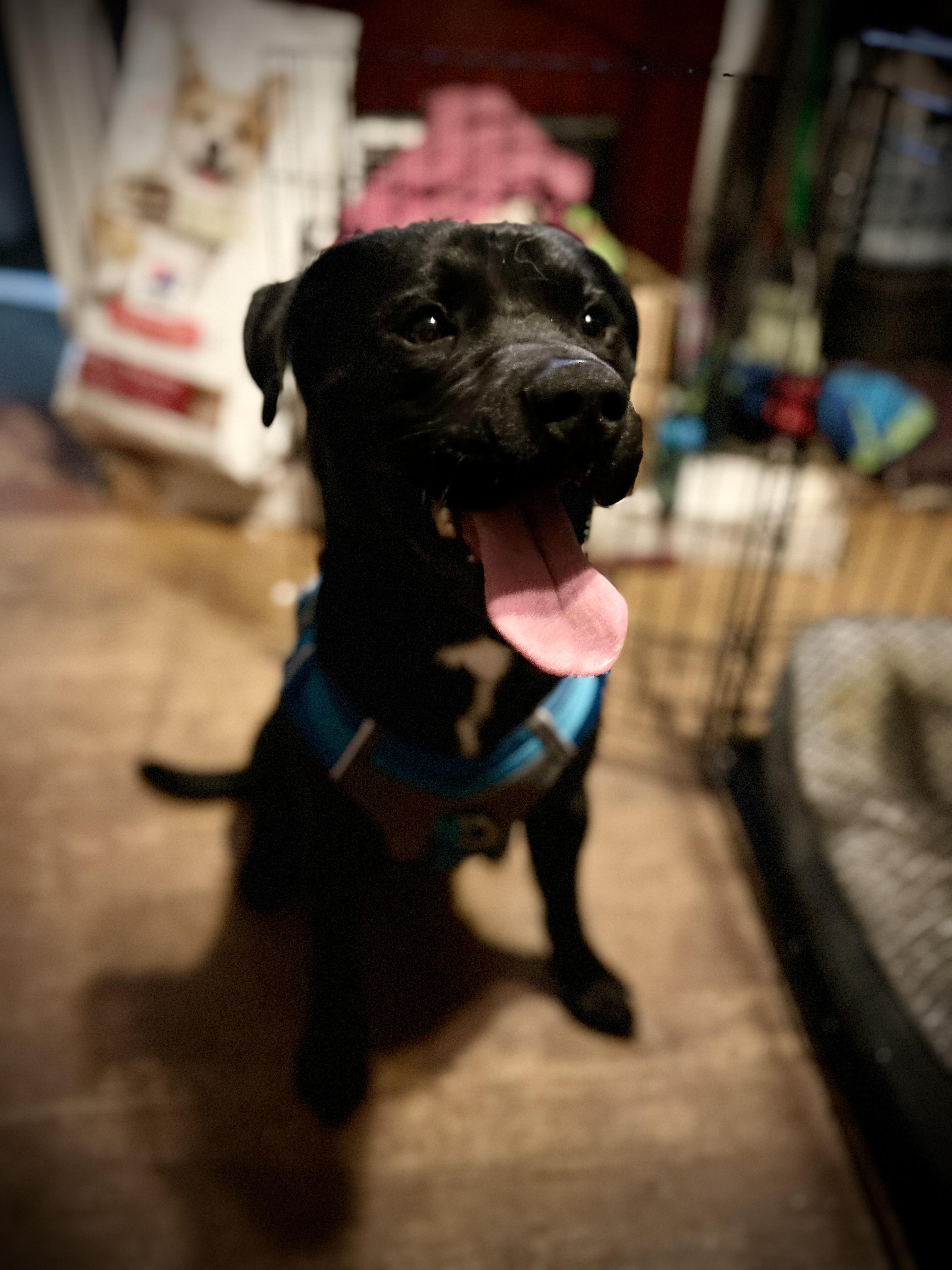 SAMMY, a Adoptable mixed breed in Portland , OR image 5/6
