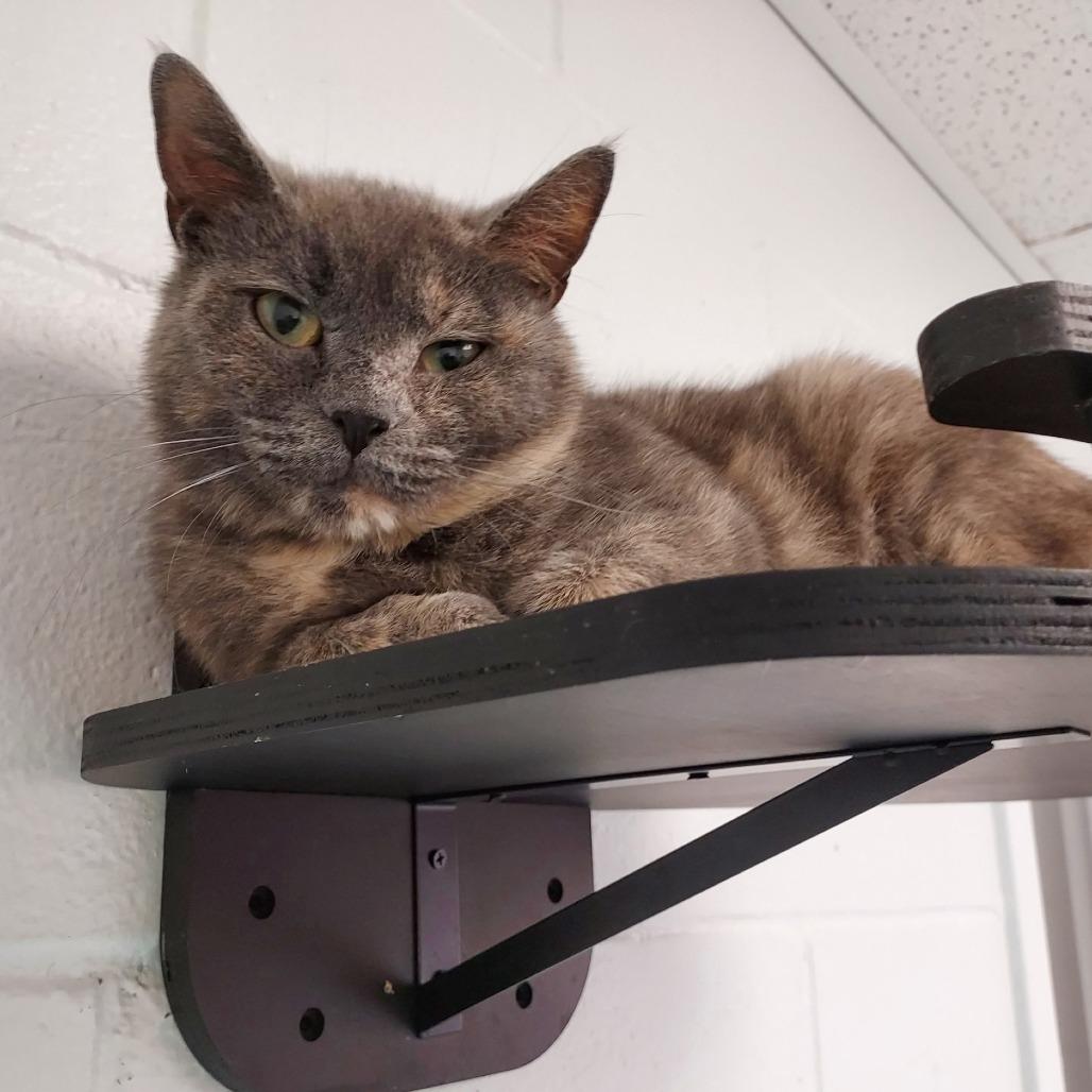 Enlarge Jocelyn, a Adoptable Domestic Short Hair in Dayton, OH image 1/6