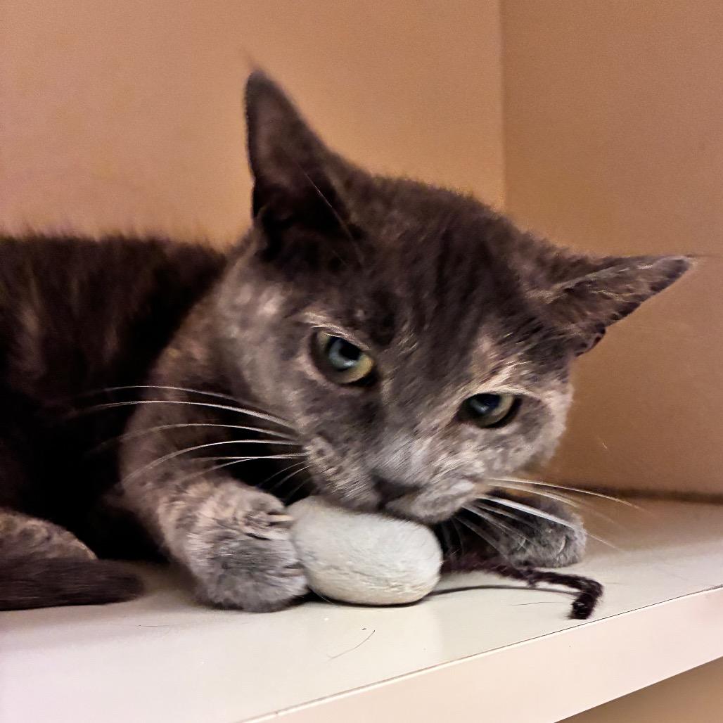 Enlarge Jocelyn, a Adoptable Domestic Short Hair in Dayton, OH image 2/6