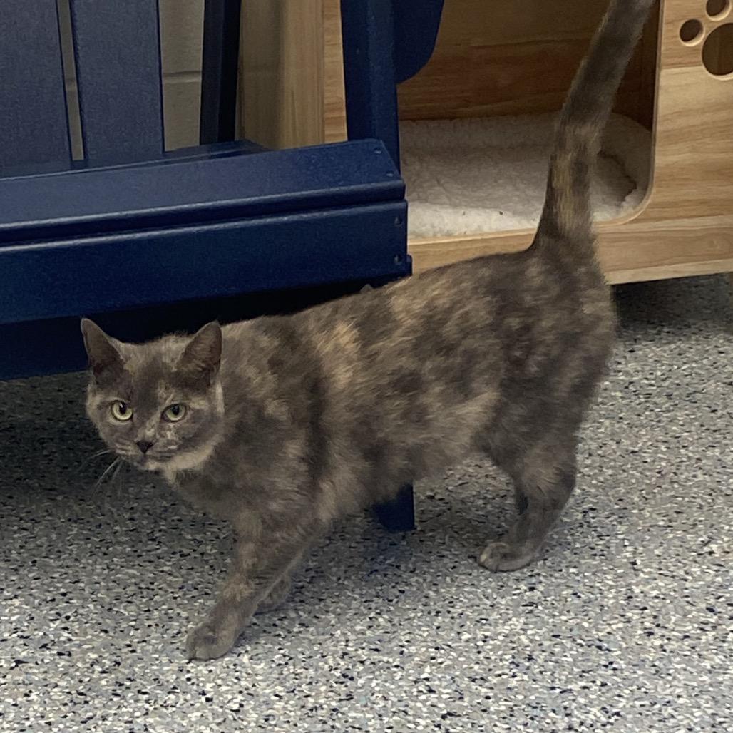 Enlarge Jocelyn, a Adoptable Domestic Short Hair in Dayton, OH image 2/6