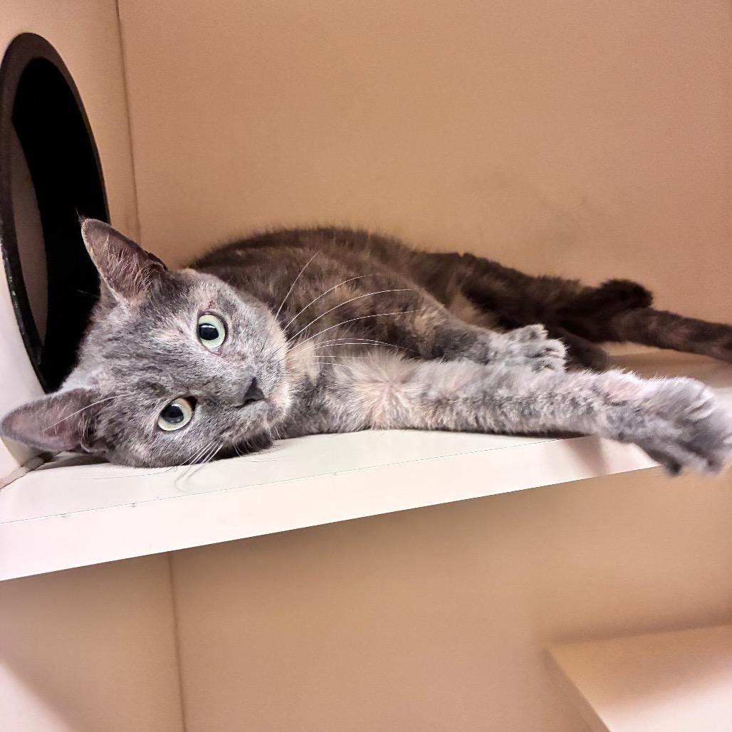 Enlarge Jocelyn, a Adoptable Domestic Short Hair in Dayton, OH image 3/6