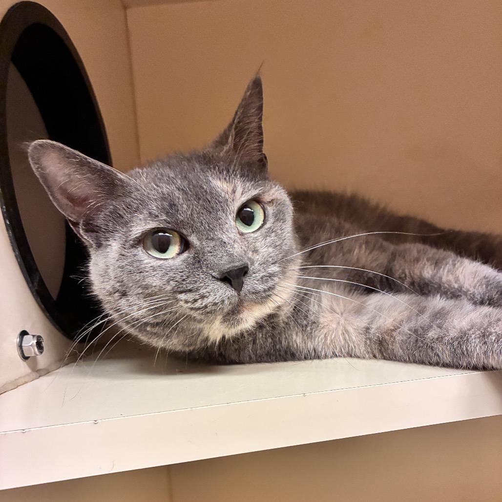 Enlarge Jocelyn, a Adoptable Domestic Short Hair in Dayton, OH image 4/6