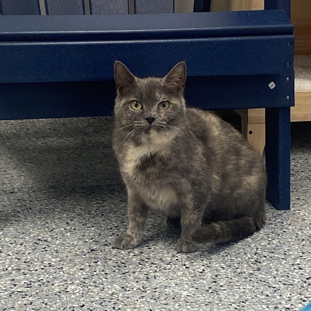 Enlarge Jocelyn, a Adoptable Domestic Short Hair in Dayton, OH image 3/6