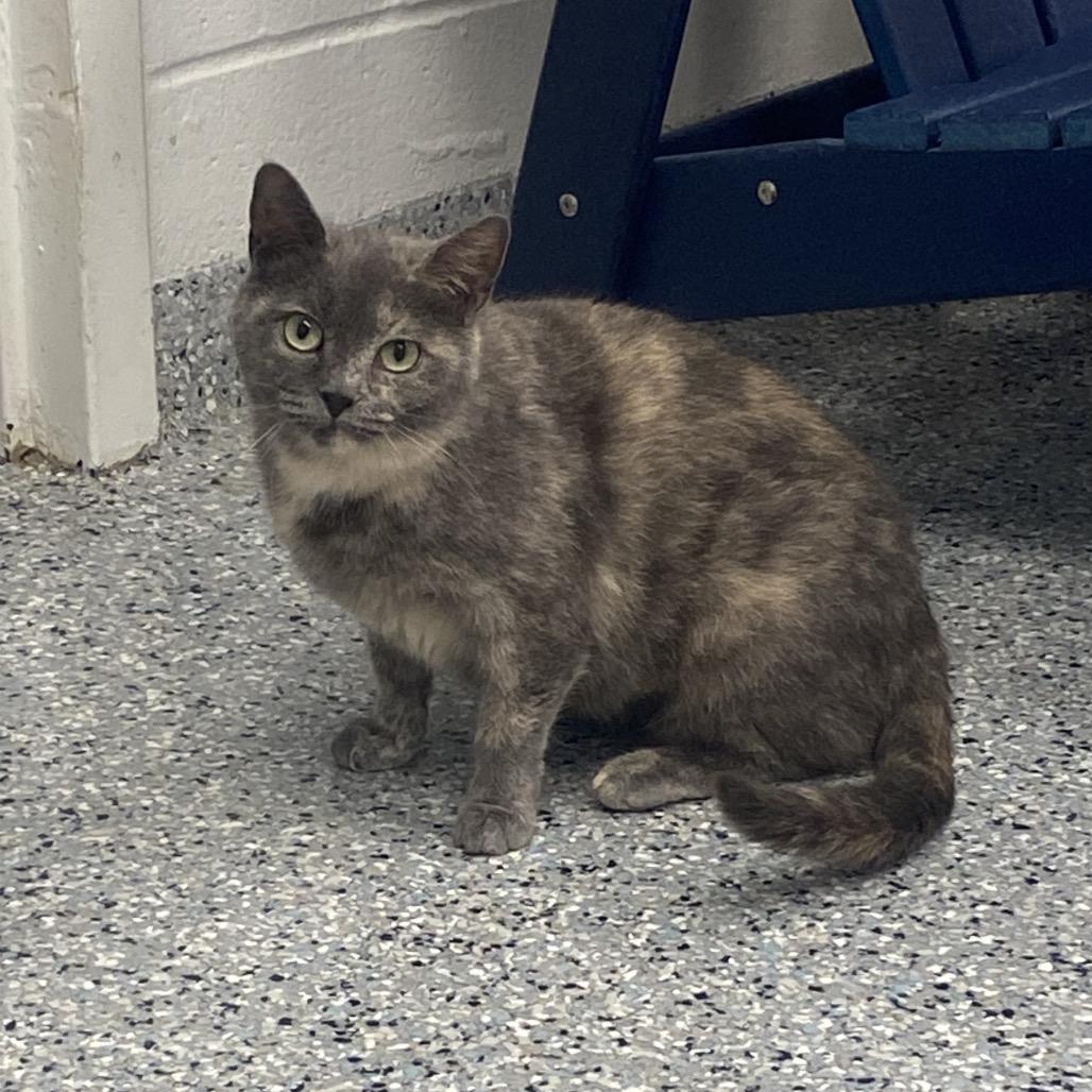 Enlarge Jocelyn, a Adoptable Domestic Short Hair in Dayton, OH image 4/6