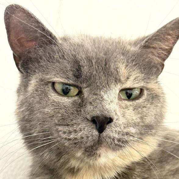 Enlarge Jocelyn, a Adoptable Domestic Short Hair in Dayton, OH image 5/6