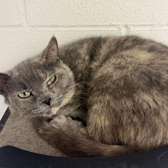 Enlarge Jocelyn, a Adoptable Domestic Short Hair in Dayton, OH image 6/6