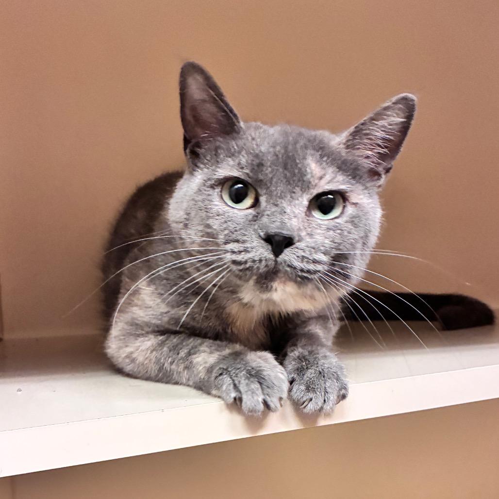 Enlarge Jocelyn, a Adoptable Domestic Short Hair in Dayton, OH image 6/6