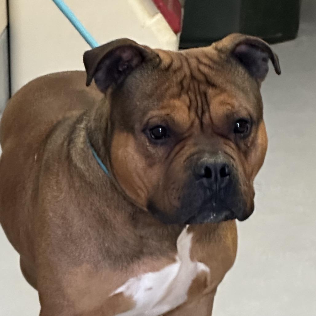 Soren, Adoptable, Adult Male Pit Bull Terrier.