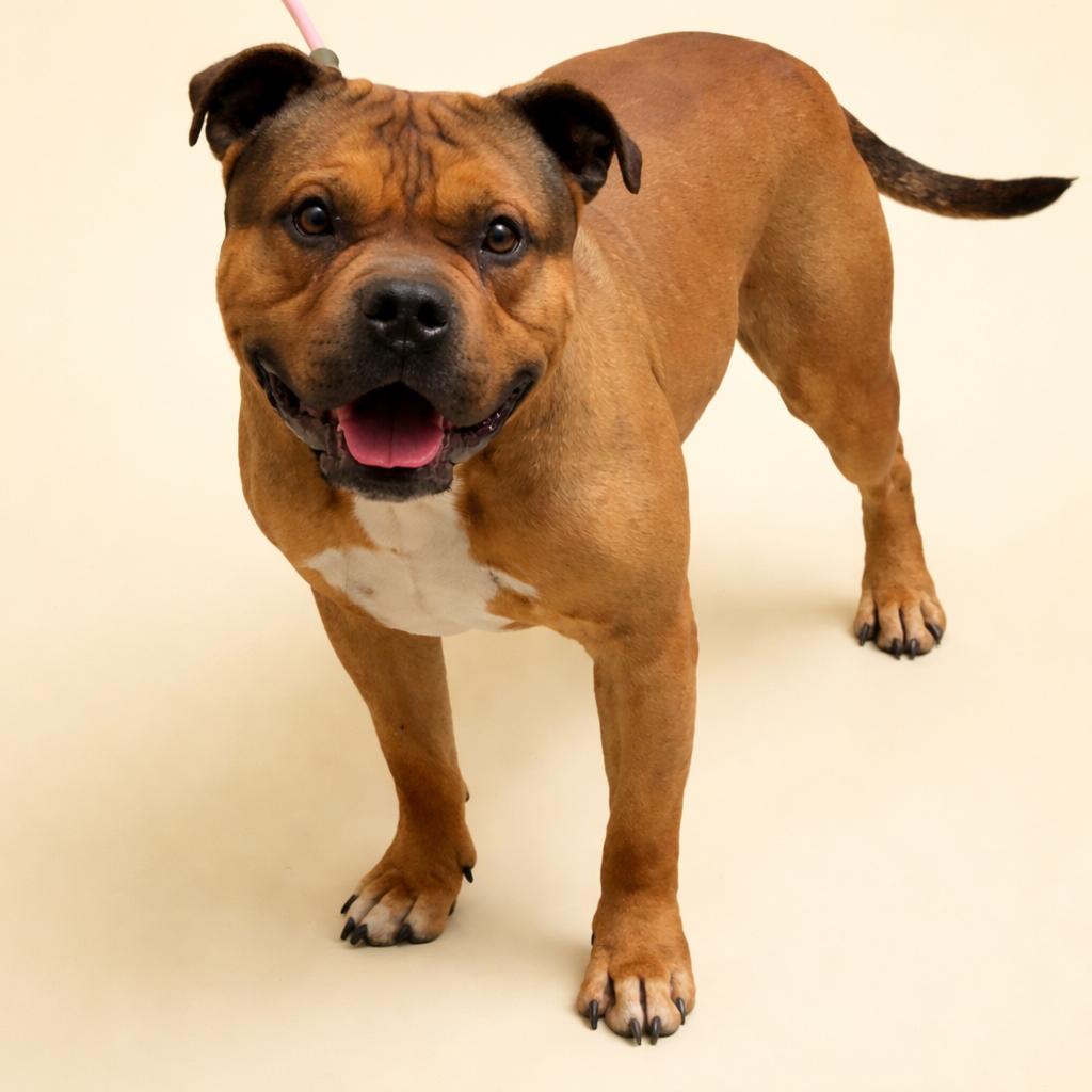 Enlarge Soren, a Adoptable mixed breed in Concord, NC image 2/3