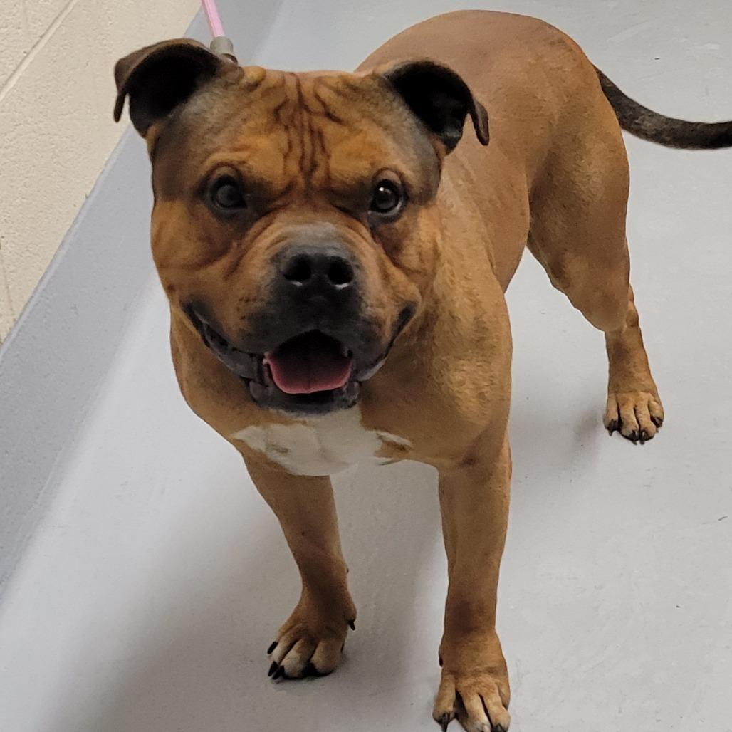 Enlarge Soren, a Adoptable mixed breed in Concord, NC image 3/3