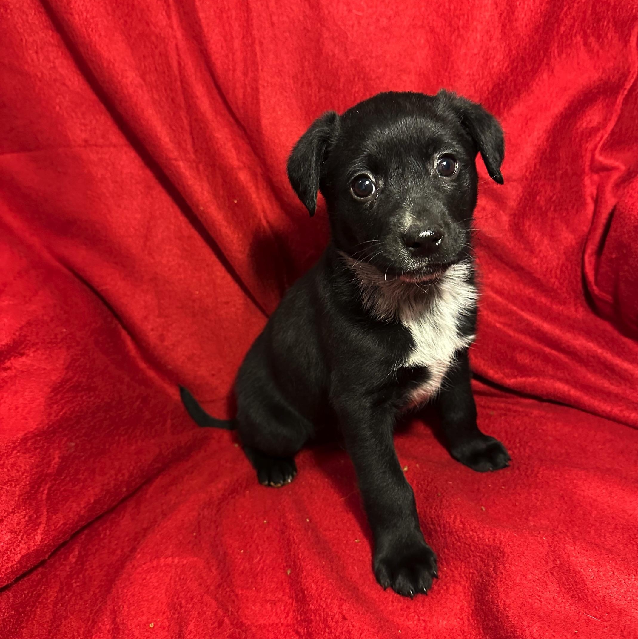 Enlarge Noel, a ADOPTABLE mixed breed in High Ridge, MO image 2/2