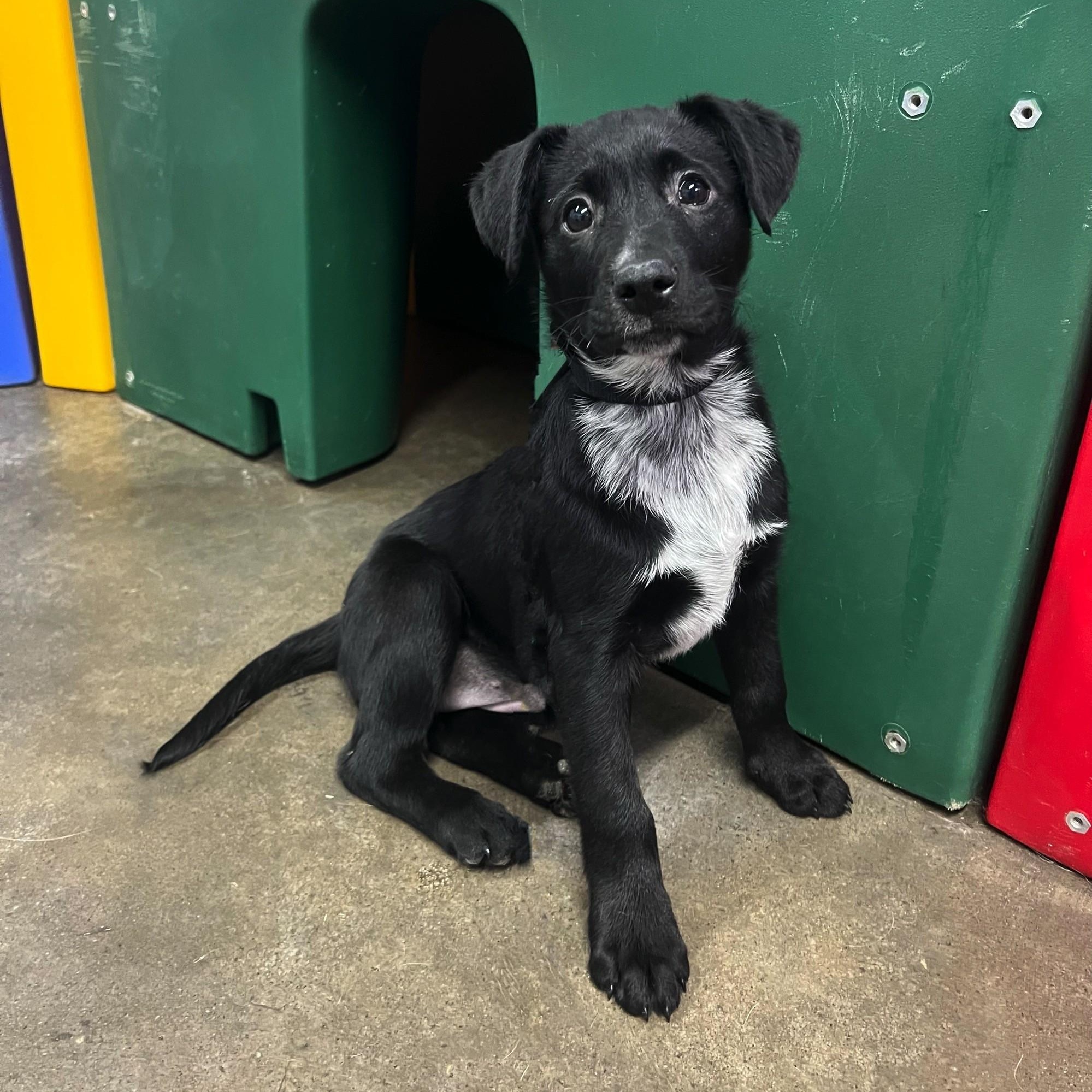 Noel, ADOPTABLE, Puppy Female Black Labrador Retriever.