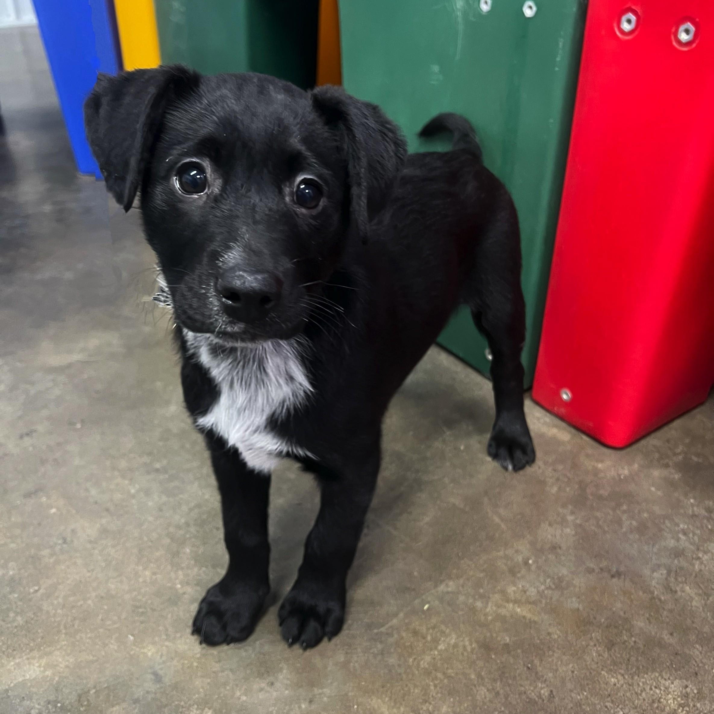 Noel, an adopted mixed breed in High Ridge, MO image 3/3