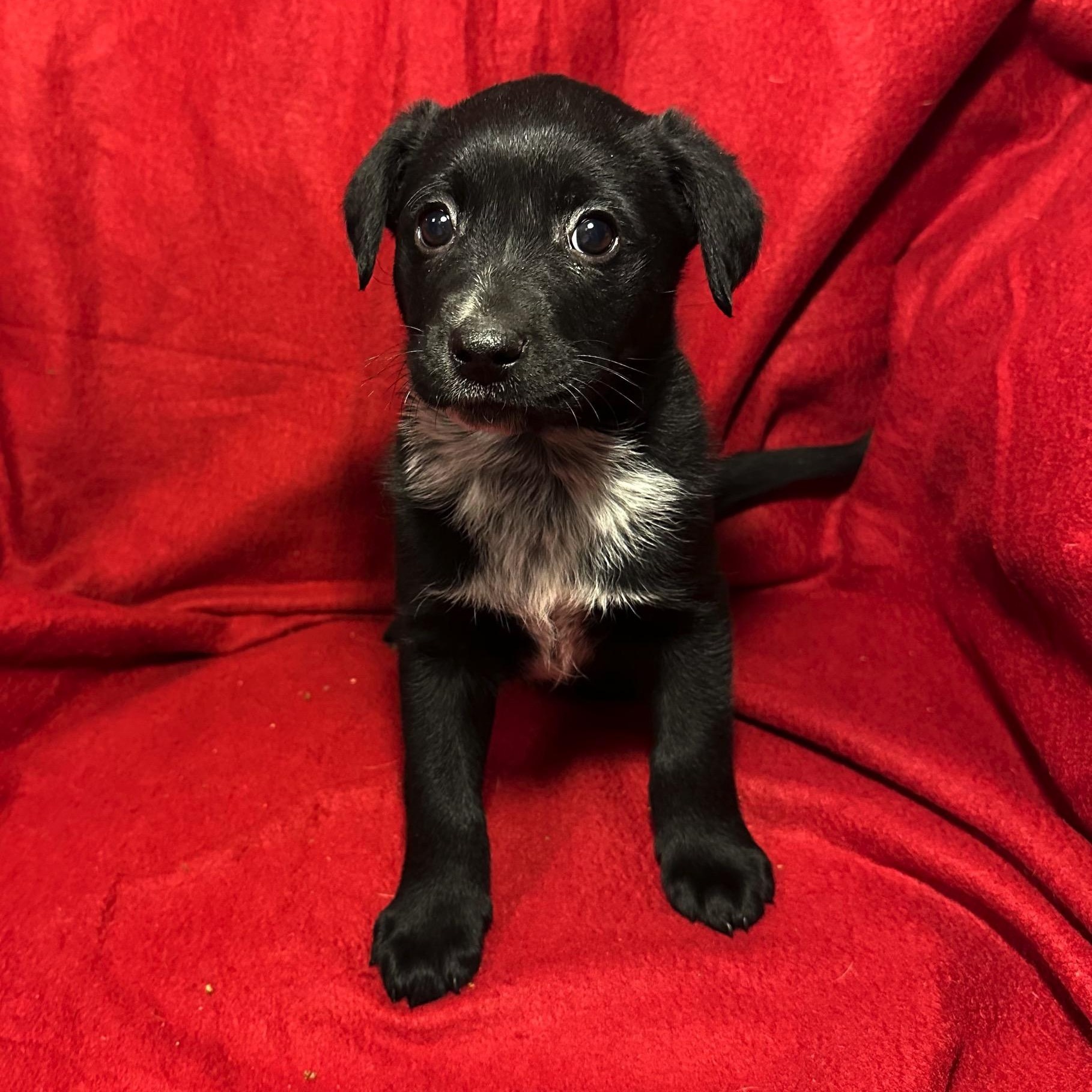 Noel, ADOPTABLE, Puppy Female Black Labrador Retriever.