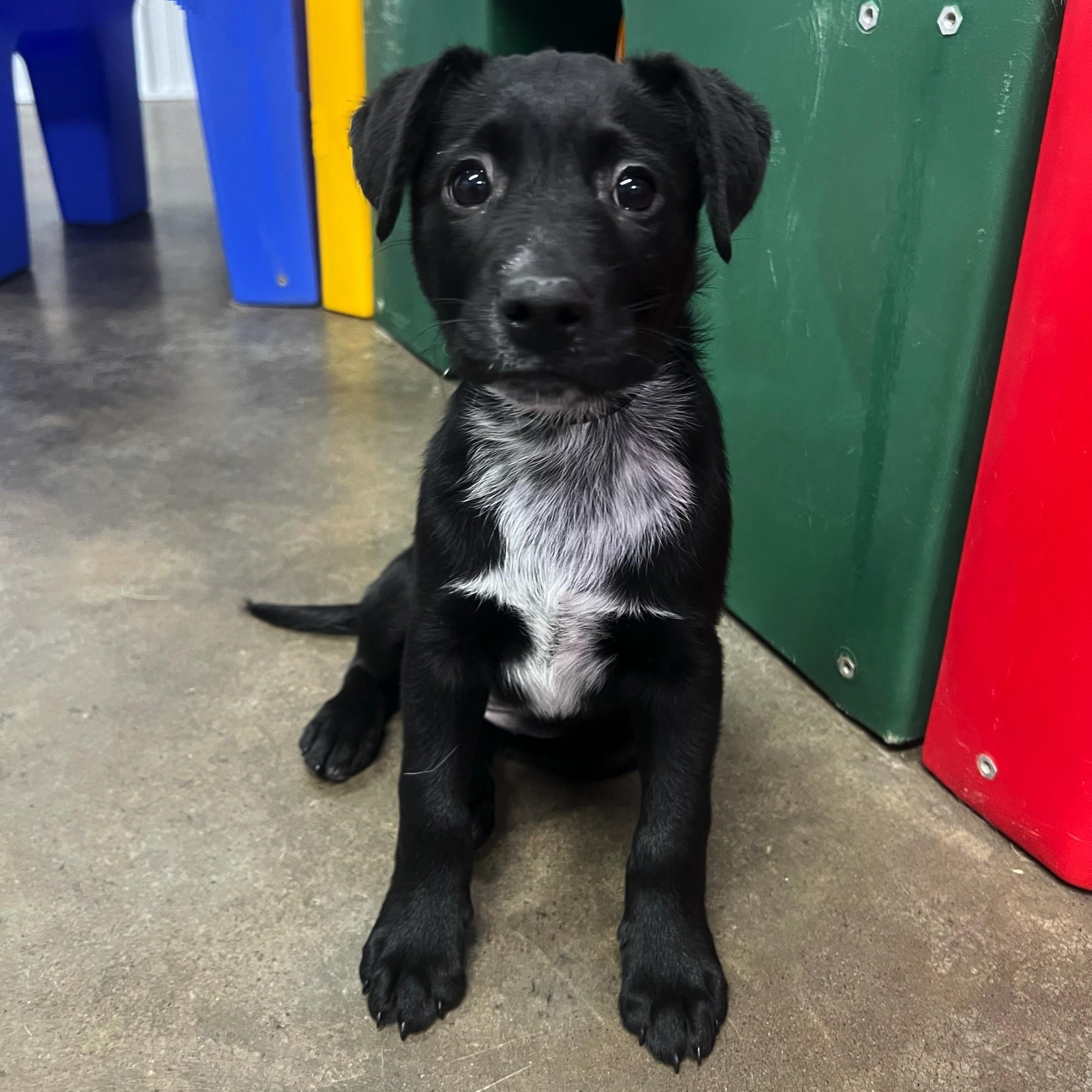 Noel, an adopted mixed breed in High Ridge, MO image 2/3