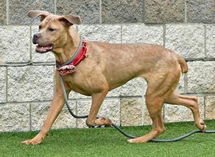 Enlarge Latte 3, a Adoptable mixed breed in Cleveland, OH image 1/5