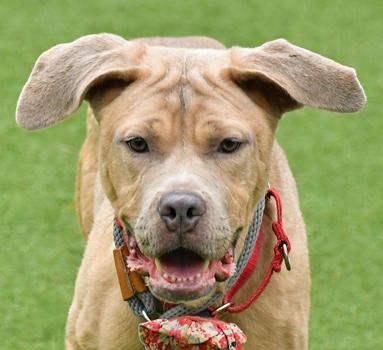 Latte 3, a Adoptable mixed breed in Cleveland, OH image 1/3