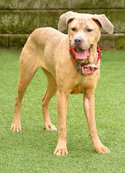 Latte 3, a Adoptable mixed breed in Cleveland, OH image 2/3