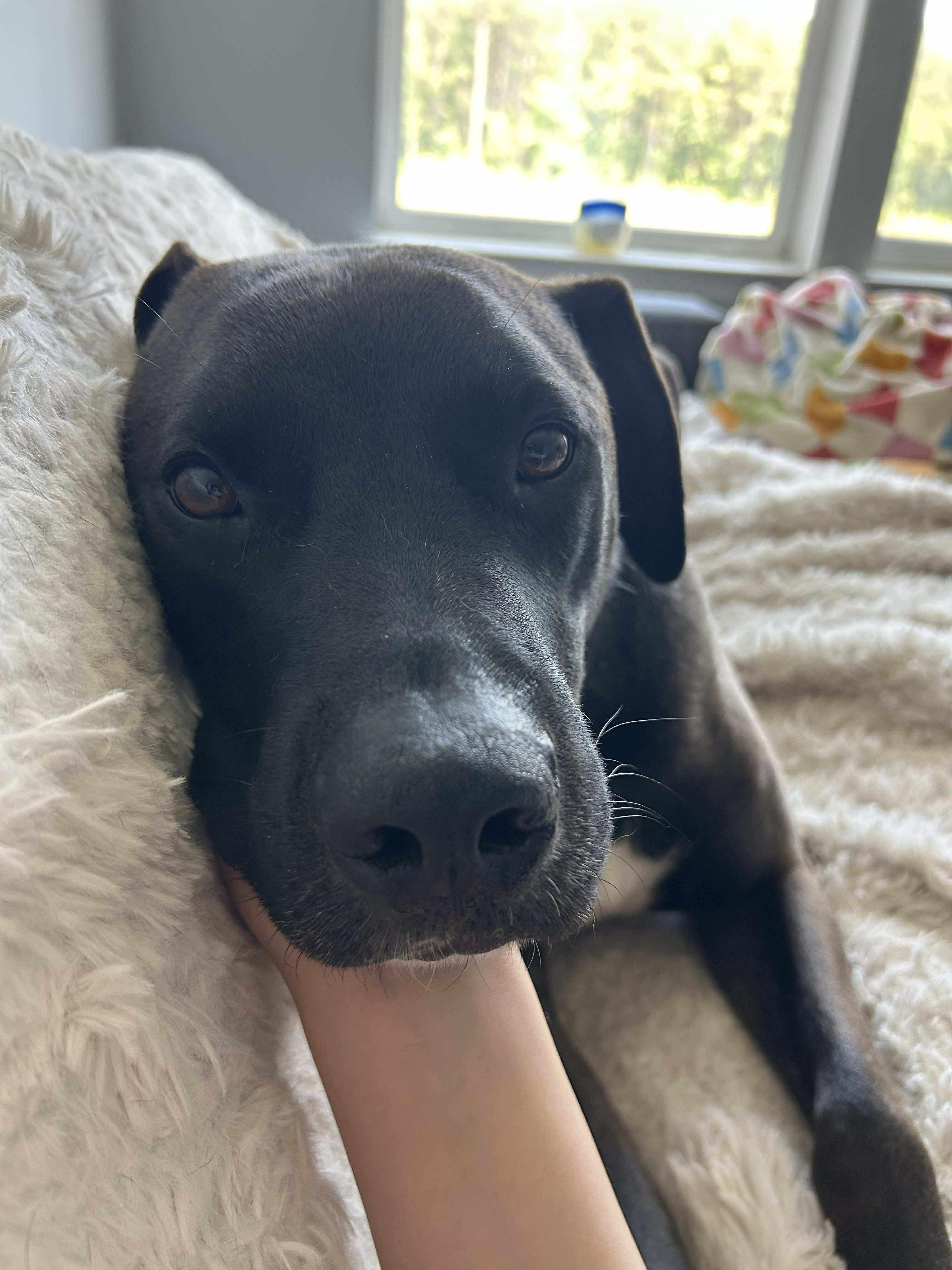Stanley, Adult Male Black Labrador Retriever
