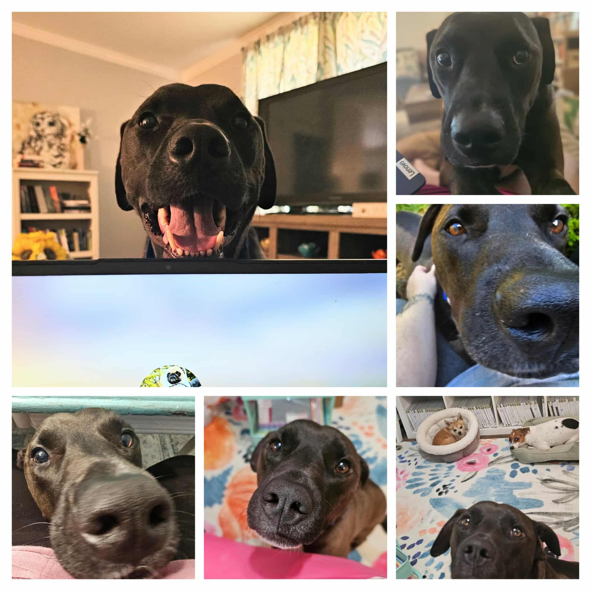 Enlarge Stanley, a Adoptable mixed breed in Raeford, NC image 5/6