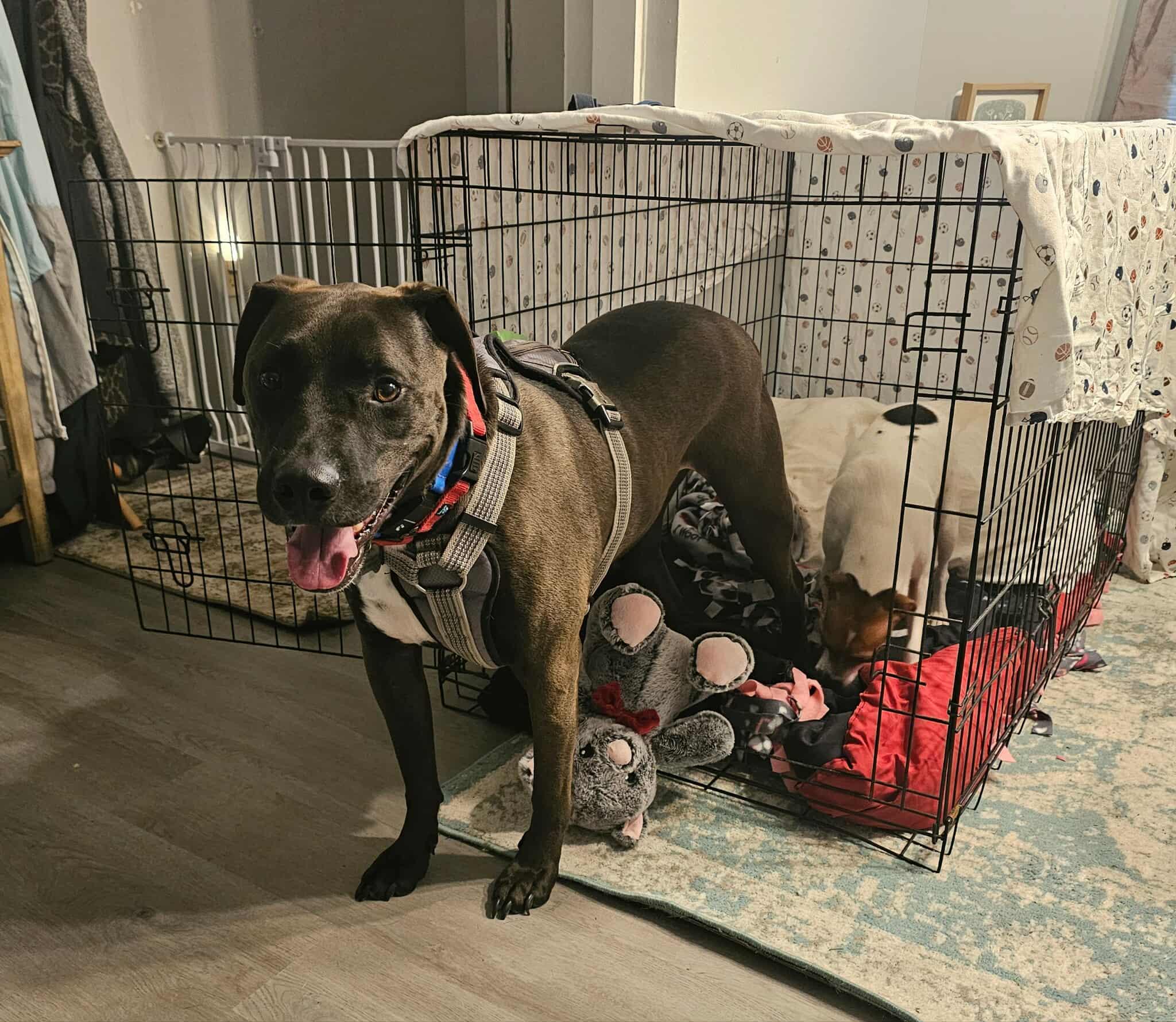 Enlarge Stanley, a Adoptable mixed breed in Raeford, NC image 6/6