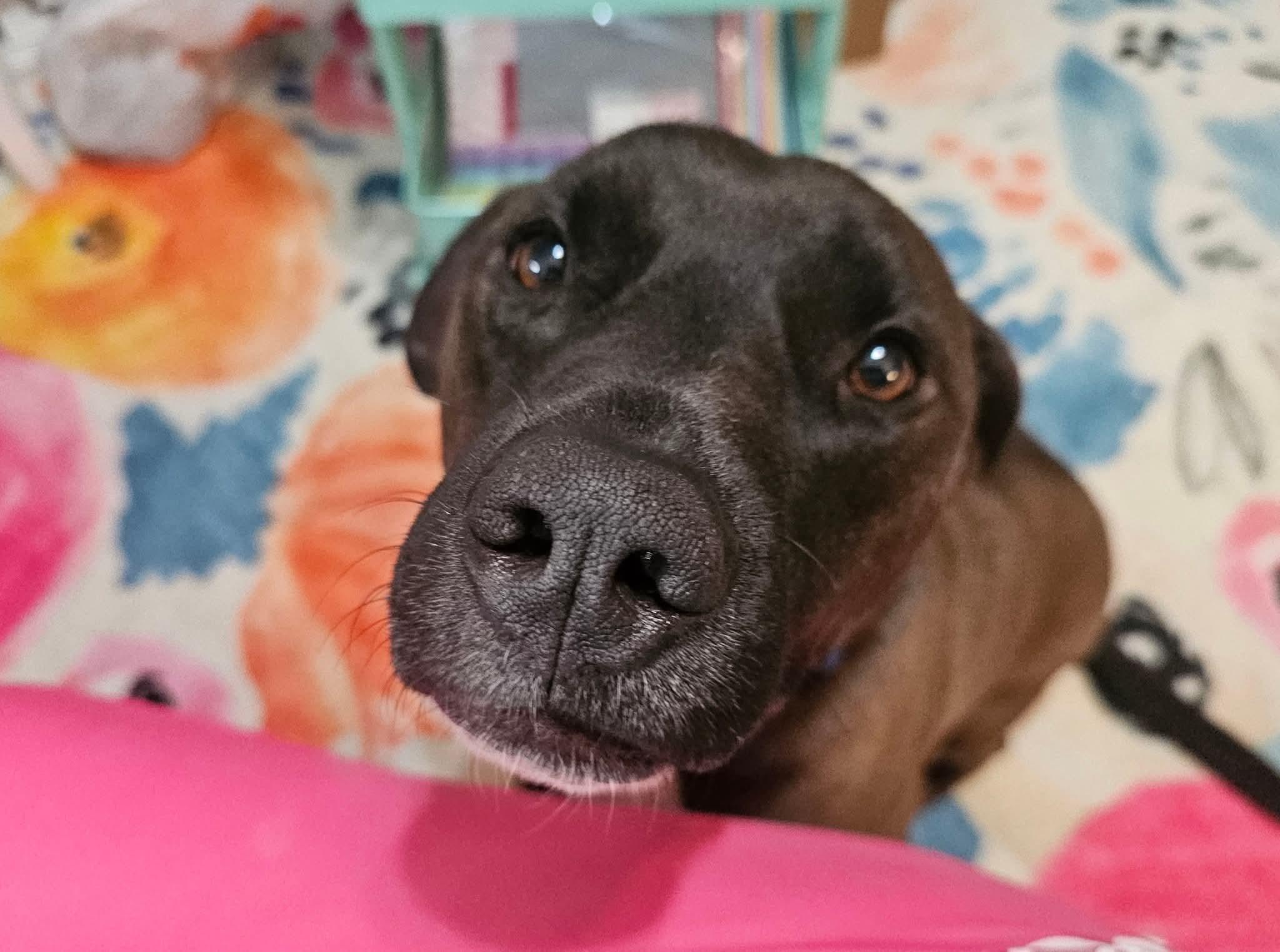 Stanley, Adoptable, Adult Male Black Labrador Retriever & Great Dane.