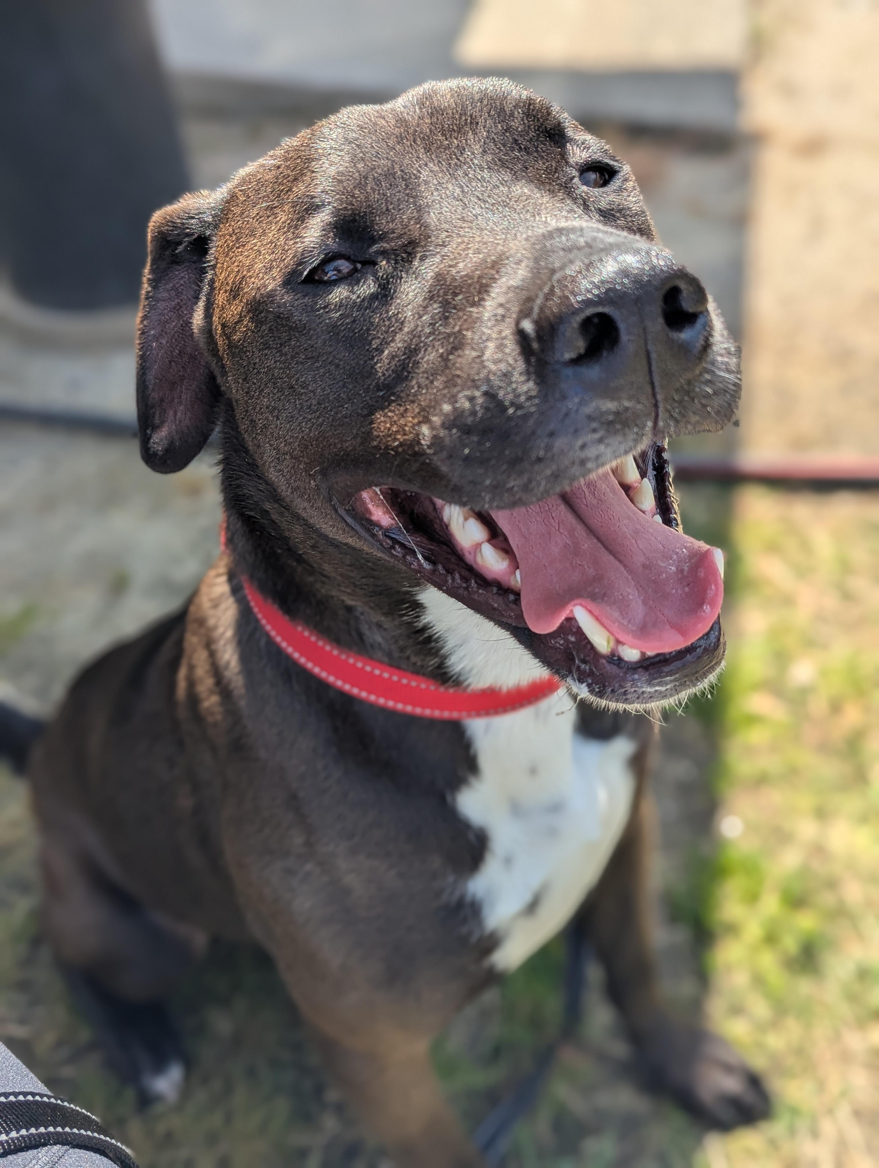 Enlarge Stanley, a Adoptable mixed breed in Raeford, NC image 4/6